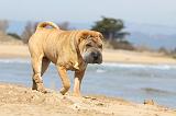 SHAR-PEI 712